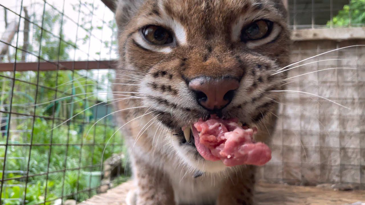 Рысь распаковывает стейк! Нетерпеливый рык!
