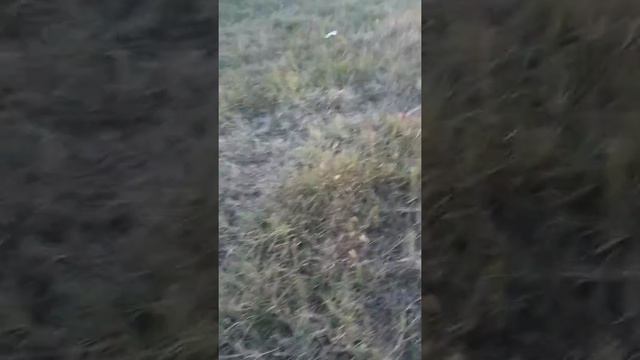 #?szegény gyerek első fünyirása #? смотреть онлайн