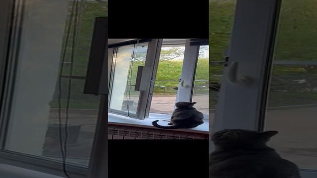 Автоматизировали оконную створку для выгула кота