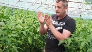 Как ''Налить'' помидор. Варианты увеличения размеров томата, ликбез от Михаила Геннадьевича, часть