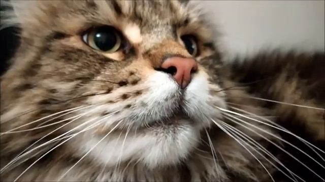 Мейн кун сердится ..... смотреть онлайн