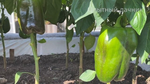 СРОЧНО ДАЙТЕ томатам и они вмиг Покраснеют на кусту, урожай будете собирать до поздней осени смотреть онлайн