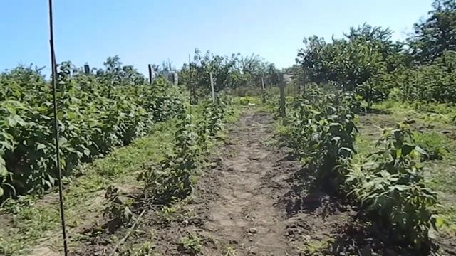 с чего начать бизнес на малине || Как начать ягодный бизнес? Бизнес идеи