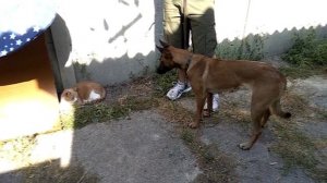 207. Как познакомить взрослую собаку с котом. Как подружить кошку с собакой?