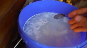 ВЫДЕЛКА ШКУРЫ ЛИСЫ ЧАСТЬ 3 (обезжириванье)