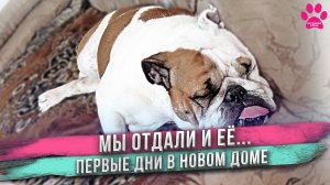 Отдаем собаку! Питомник -  не лучшее место для таких собак! Каждому бульдогу свой диван!