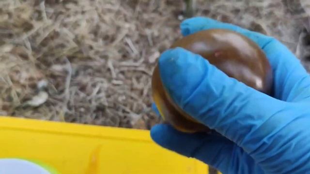 Томат-Blood moon (кровавая луна)? смотреть онлайн