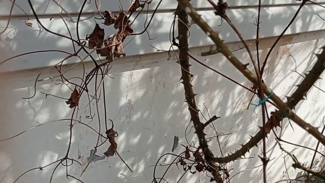 Обрезка "старой" плетистой розы. Часть 1. Февраль 2023. смотреть онлайн