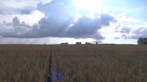 Яровая пшеница, сорт Тризо. Норма высева 1,5 млн.шт. /га (65 кг/га)