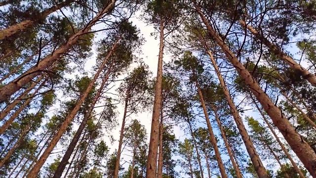 Ветер в соснах ❤️ наблюдения смотреть онлайн