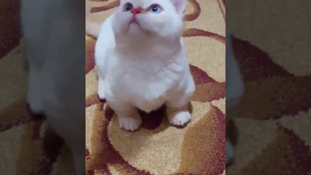 Munchkin Minuet Kittens for you смотреть онлайн