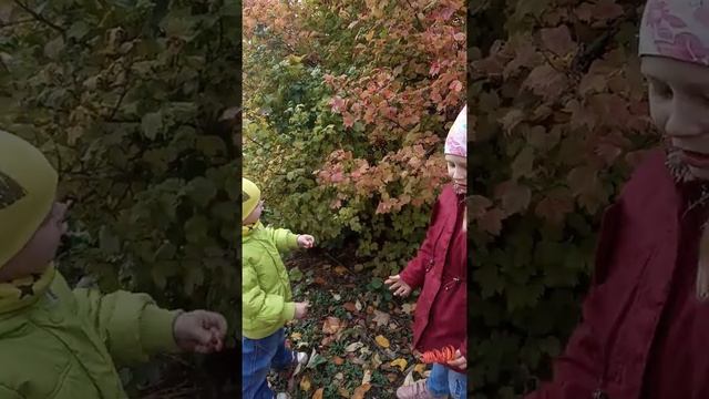 Какого вкуса калина? Пробуем калину на вкус смотреть онлайн