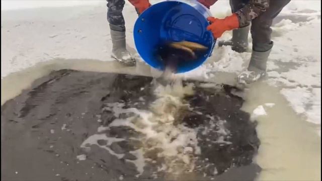 Первое официальное зарыбление форели со льда на водоеме в Симбухово смотреть онлайн
