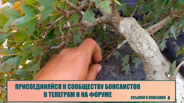 Зачем срывать кору с бонсай и как сделать дупло. Дупло на бонсай! Профессиональный уход за бонсай. смотреть онлайн