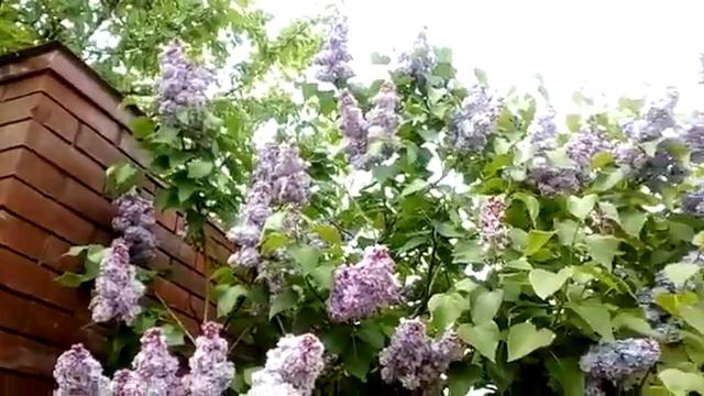 Сирень в мае смотреть онлайн