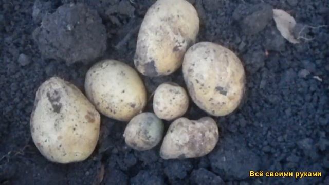 Самый Лучший Сорт Картофеля Удача.Урожай 2019г. смотреть онлайн