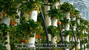 Клумба для клубники