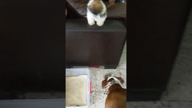 Ши -тцу и Питбуль "Наглый гость") смотреть онлайн