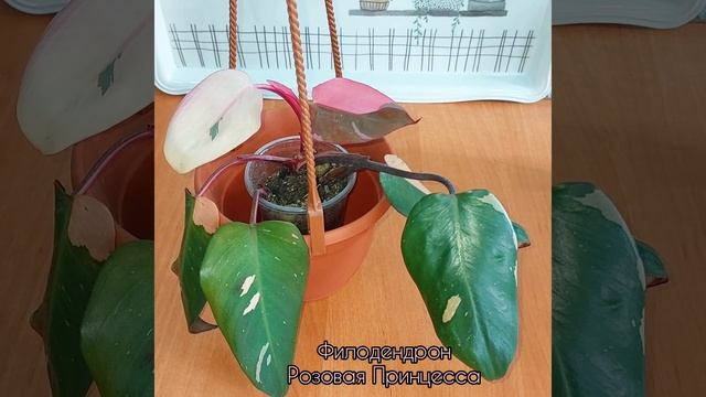 Самая Розовая Принцесса удивила? #Филодендрон ?Листья-альбиносы? #цветы #растения #ароидные #shor смотреть онлайн