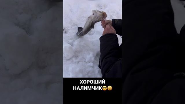 ХОРОШИЙ НАЛИМ ?? #рыбалка #продольники #осень #рыбалканальду #лунка #налим #рыба #река #налимзимой смотреть онлайн