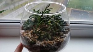 Флорариум из суккулентов в бокале