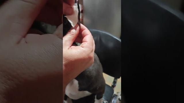 Как клеить купированные уши у стаффа смотреть онлайн