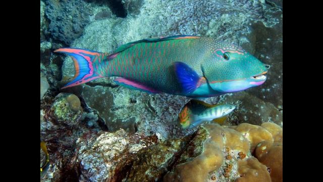 Большой Барьерный риф, Австралия смотреть онлайн