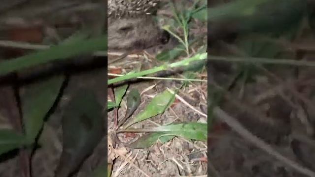 Какой милый ёжик :) #shorts смотреть онлайн