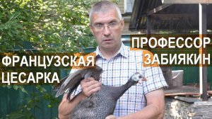 Профессор Забиякин В.А. О содержании и кормлении французской цесарки
