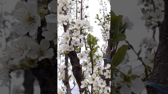 ВЕСНА. САД. ЦВЕТЕНИЕ ВИШНИ? смотреть онлайн