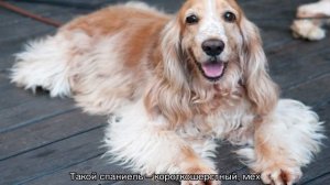 Спаниель: виды породы, какие бывают разновидности