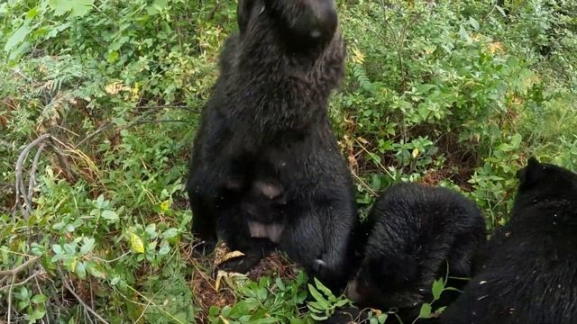 Если нет орехов будем почки есть.