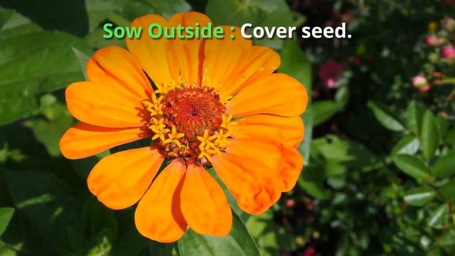 Zinnia Growing Guide - All You Need To Know To Get Started By Gardener's HQ