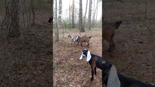 Англо - Нубийские козы SuperFold Ferma смотреть онлайн