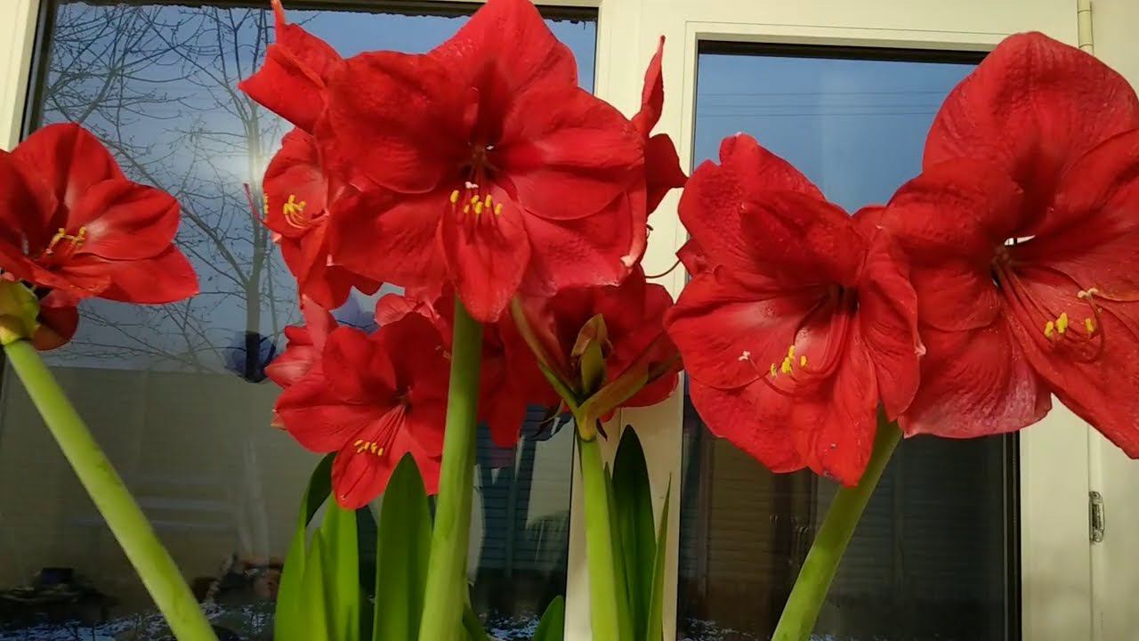 Гиппеаструм. Суперцветение . Комнатные растения - Секреты выращивания. смотреть онлайн