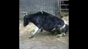 Можно ли давать пивную дробину корове_