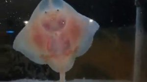 Танцующие скаты