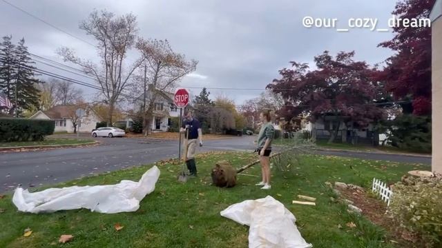 Осенняя посадка деревьев возле нашего дома, США, штат Пенсильвания. Осень 2022 года. смотреть онлайн