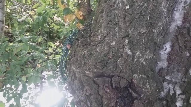 Лечимся березовой чагой. Рецепты. смотреть онлайн