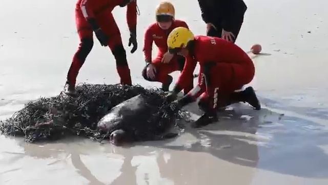 Seal and Loggerhead Turtle rescued from fishing net: смотреть онлайн