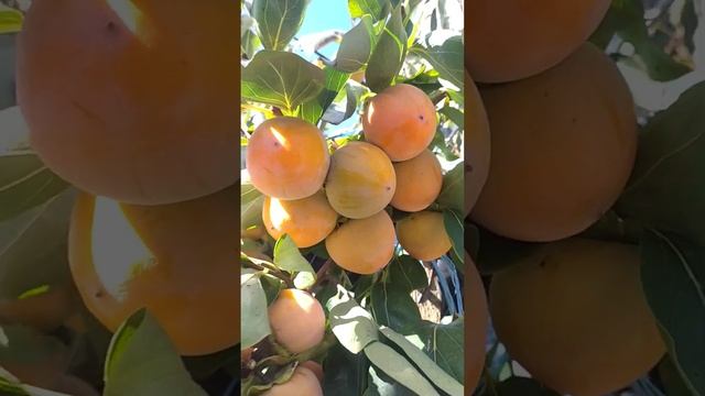 Хурма Гора Говерла, созревание урожая на прививке этого сорта, г. Николаев, 10.10.2022 смотреть онлайн