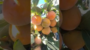 Хурма Гора Говерла, созревание урожая на прививке этого сорта, г. Николаев, 10.10.2022