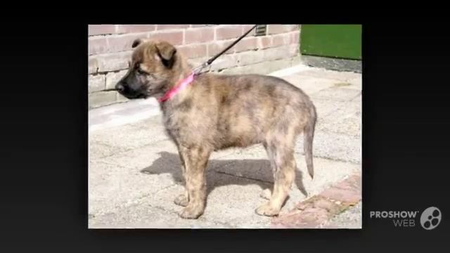 Голландская овчарка порода собак смотреть онлайн