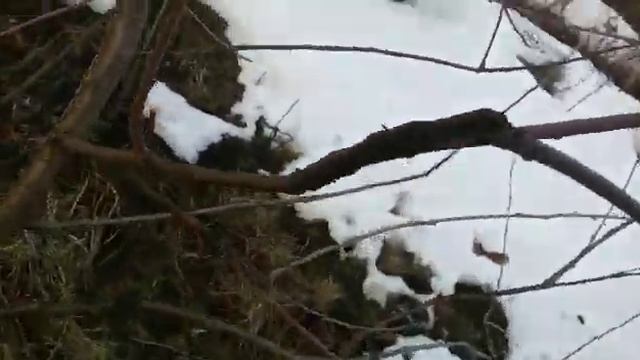 Черный рак на молодой вишне