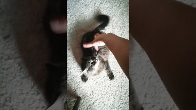 Не играйте так с котом. Кошачья агрессия и игры смотреть онлайн