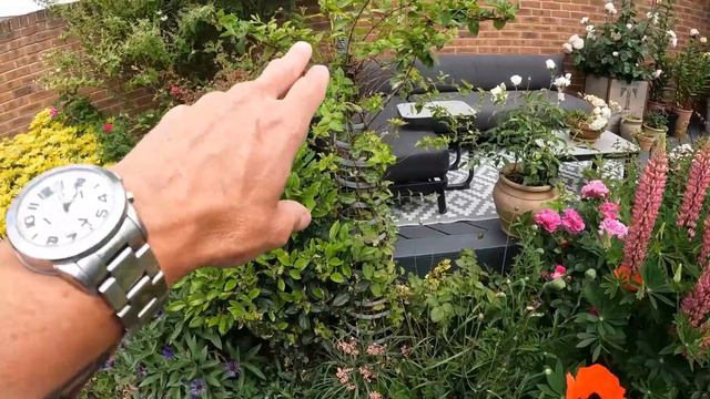 Join Me In My Home Garden - Cottage Garden Tour - Start Of Summer