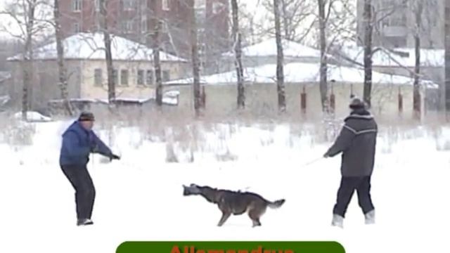 Wölfin von Karthago. Тренировки с Павлом Губиным с 9 по 13 января 2009 г. Часть1. смотреть онлайн