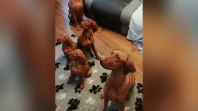 🐾 vizsla puppies birth to 1 year 🐾 смотреть онлайн