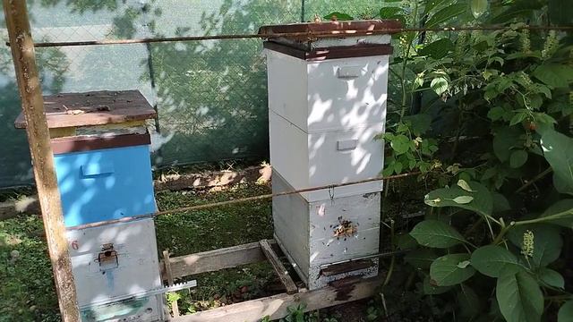 Весна, начало лета итоги и планы#пасека#пчёлы смотреть онлайн
