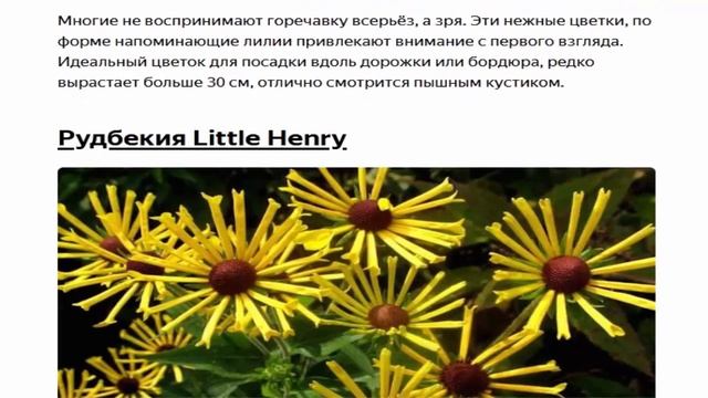 Модные новинки цветов для дачи 2020 смотреть онлайн